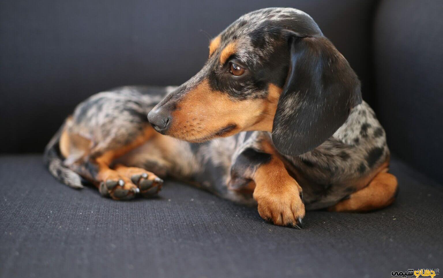 مشخصات کامل، قیمت و خرید نژاد سگ داشهوند (Dachshund) | پت راید