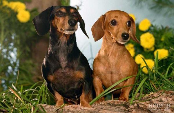 مشخصات کامل، قیمت و خرید نژاد سگ داشهوند (Dachshund) | پت راید مشخصات کامل، قیمت و خرید نژاد سگ داشهوند (Dachshund) | پت راید