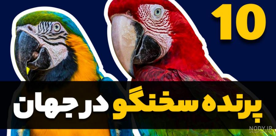 معرفی 7 طوطی بزرگ محبوب و زیبا + عکس بزرگترین طوطی جهان معرفی 7 طوطی بزرگ محبوب و زیبا + عکس بزرگترین طوطی جهان
