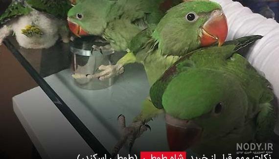 معرفی 7 طوطی بزرگ محبوب و زیبا + عکس بزرگترین طوطی جهان