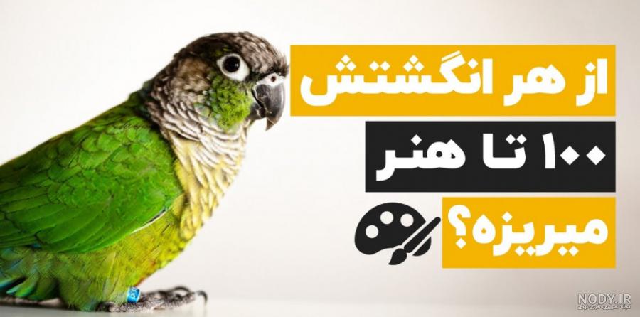 معرفی 10 طوطی سخنگو و محبوب خانگی در ایران و جهان + عکس - پت پُرس معرفی 10 طوطی سخنگو و محبوب خانگی در ایران و جهان + عکس - پت پُرس