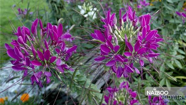 نگهداری از گل گندمی یا گیاه عنکبوتی (Spider Plants) + عکس | وبلاگ ...