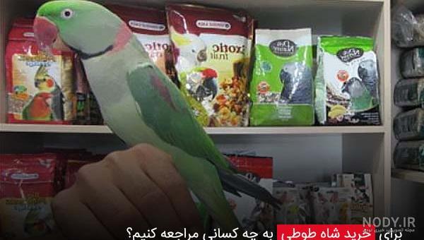 پرورش و جوجه کشی طوطی سبز ، ملنگو یا شاه طوطی پرورش و جوجه کشی طوطی سبز ، ملنگو یا شاه طوطی
