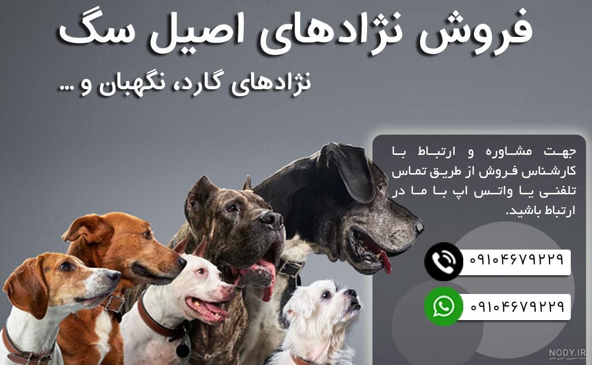 گالری عکس سگ ژرمن؛ از نژاد شپرد تا شولاین نمایشی - ستاره