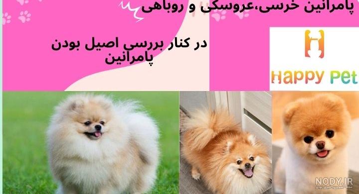 0 تا 100 سگ پامرانین [خرسی و روباهی] را بدانید!!! - پت پرس