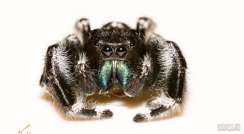 🕷 تصویر بسیار نزدیک از صورت عنکبوت! 😦 😳 - عکس ویسگون 🕷 تصویر بسیار نزدیک از صورت عنکبوت! 😦 😳 - عکس ویسگون