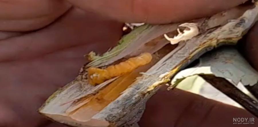 15 روش از بین بردن عنکبوت در خانه + علت ( با عکس ) – گال