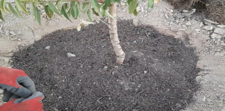 15 روش از بین بردن عنکبوت در خانه + علت ( با عکس ) – گال