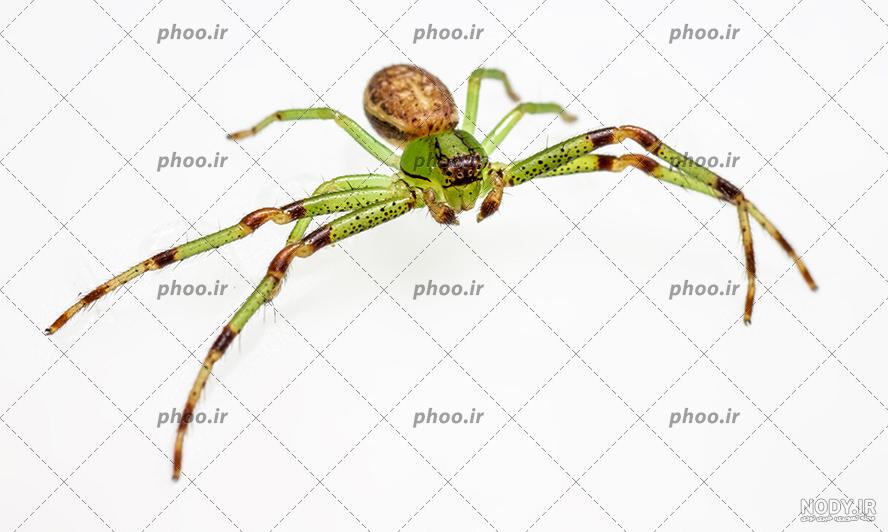 Thomisidae عنکبوت های خرچنگی ایران خانواده Thomisidae عنکبوت های خرچنگی ایران خانواده