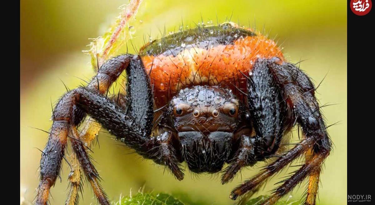 Thomisidae عنکبوت های خرچنگی ایران خانواده Thomisidae عنکبوت های خرچنگی ایران خانواده