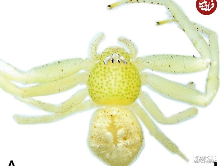 Thomisidae عنکبوت های خرچنگی ایران خانواده Thomisidae عنکبوت های خرچنگی ایران خانواده