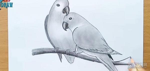 آموزش نقاشی حیوانات :: نقاشی فوق العاده زیبای طوطی