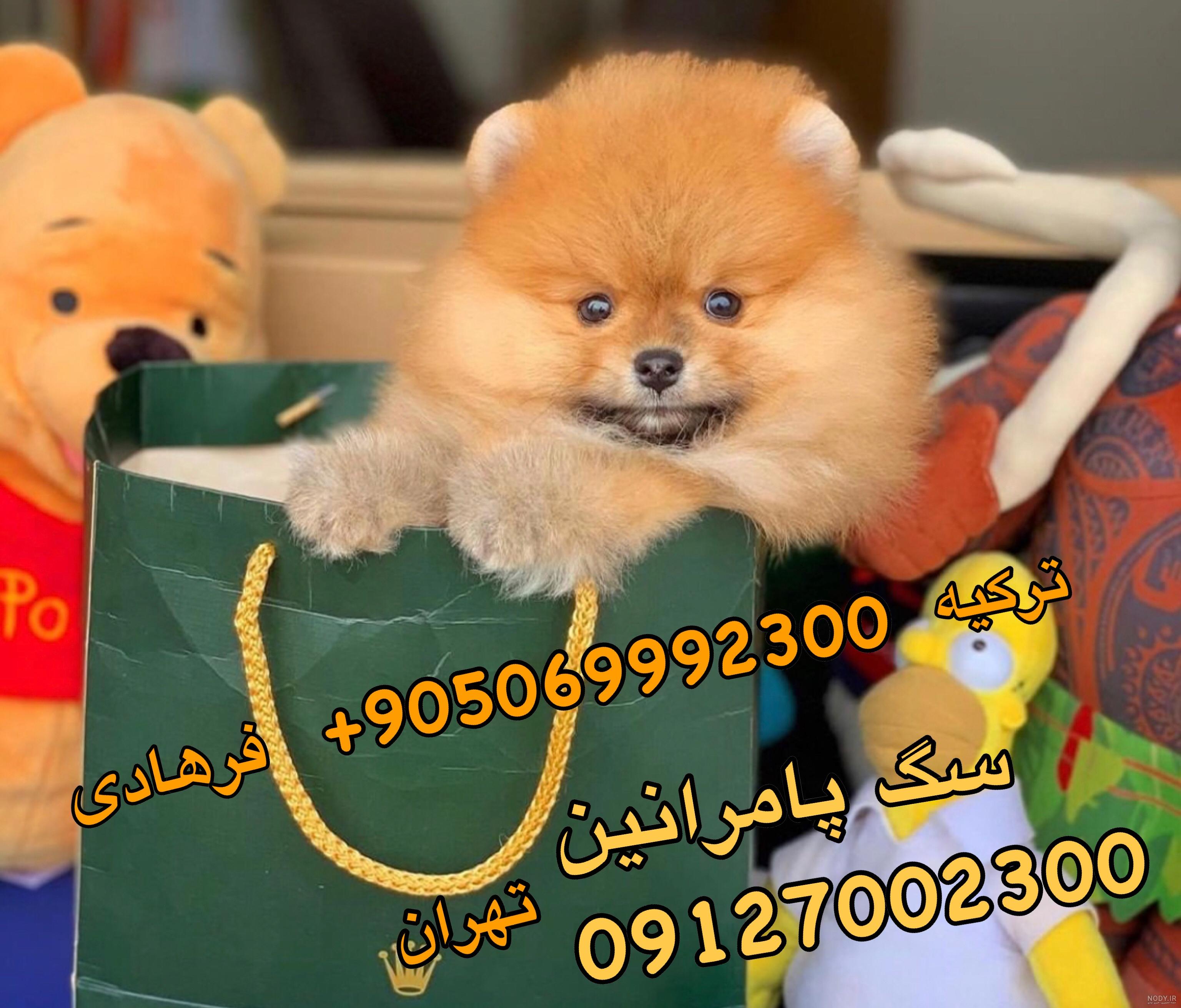 جزییات آگهی توله پامرانین سه ماهه جزییات آگهی توله پامرانین سه ماهه