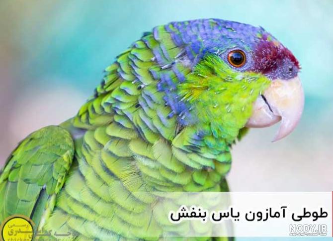 طوطی عشق رخ‌صورتی - ویکی‌پدیا، دانشنامهٔ آزاد
