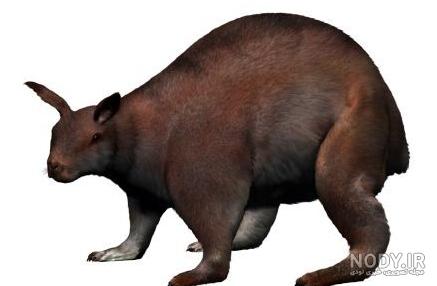 عنکبوت عنکبوت