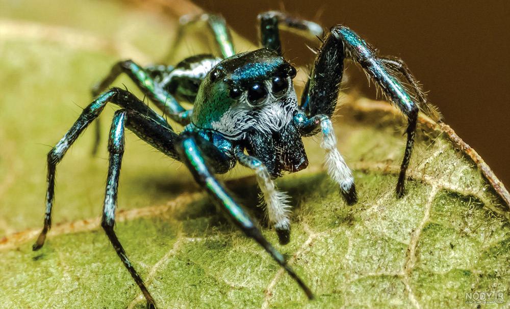 عنکبوت - Spider | خطرناکترین عنکبوت های جهان را بشناسید | میهن سم عنکبوت - Spider | خطرناکترین عنکبوت های جهان را بشناسید | میهن سم