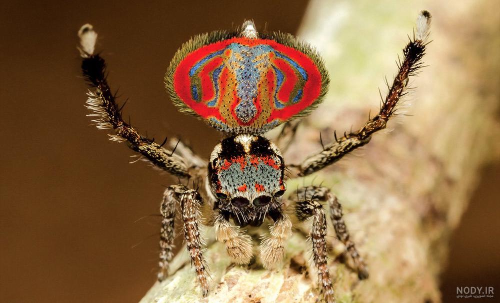 عنکبوت - Spider | خطرناکترین عنکبوت های جهان را بشناسید | میهن سم عنکبوت - Spider | خطرناکترین عنکبوت های جهان را بشناسید | میهن سم