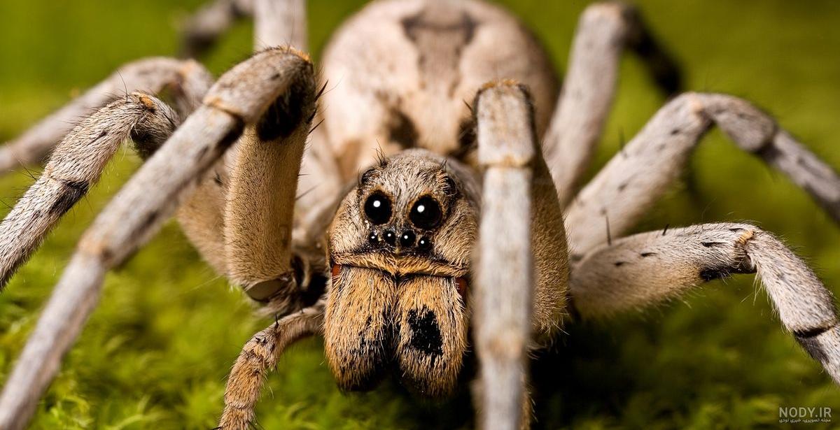 عنکبوت - Spider | خطرناکترین عنکبوت های جهان را بشناسید | میهن سم عنکبوت - Spider | خطرناکترین عنکبوت های جهان را بشناسید | میهن سم