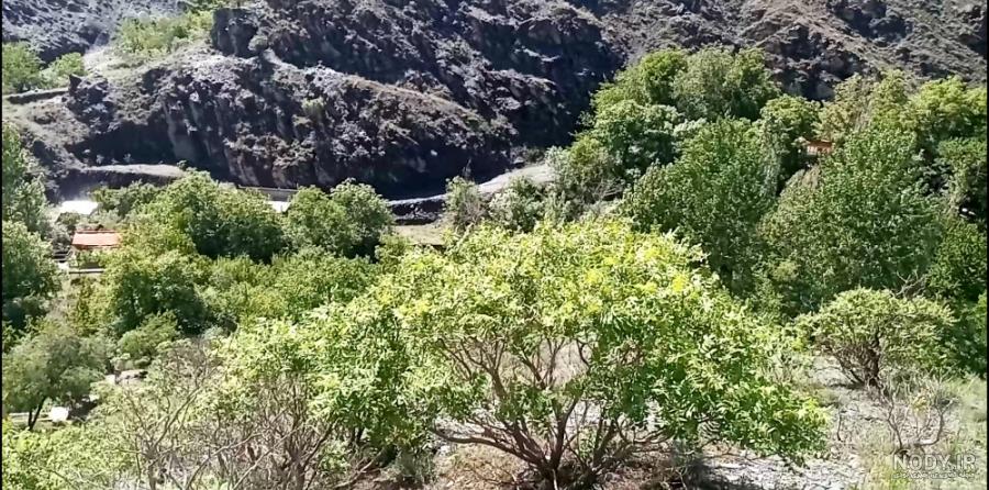 عکس تار عنکبوت برای نقاشی
