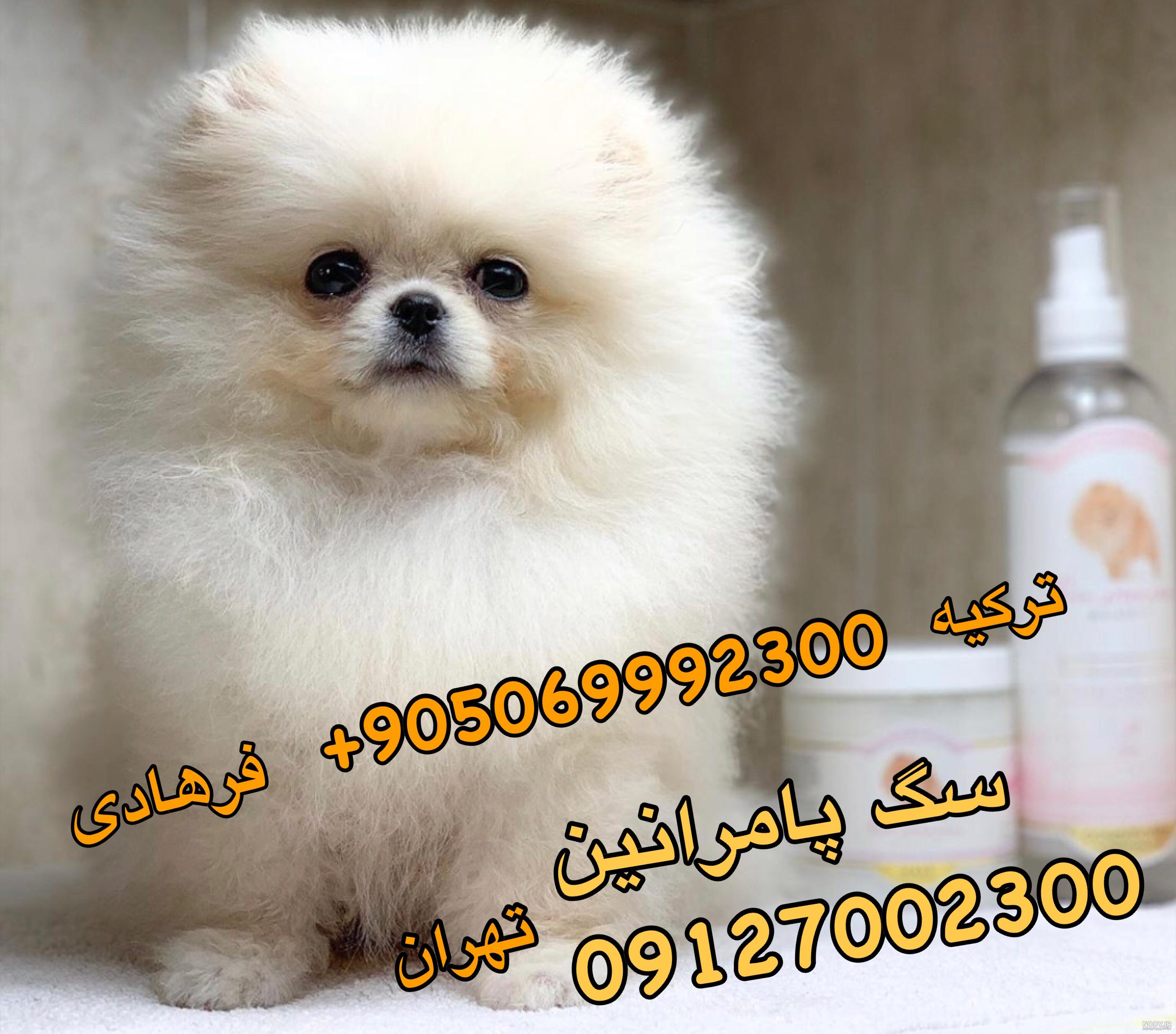 عکس توله پامرانین اصل در پتیران عکس توله پامرانین اصل در پتیران