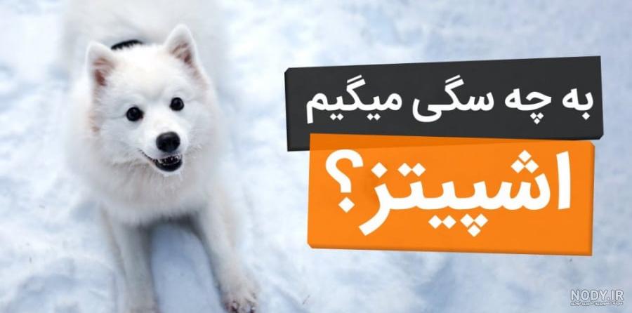 عکس سگ اشپیتز میکس - عکس نودی