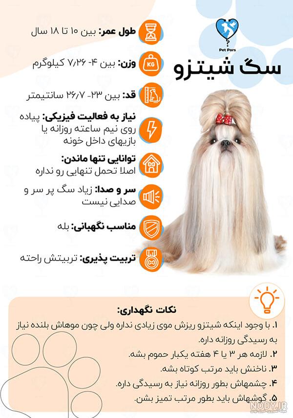 عکس سگ نژاد شیتزو عکس سگ نژاد شیتزو