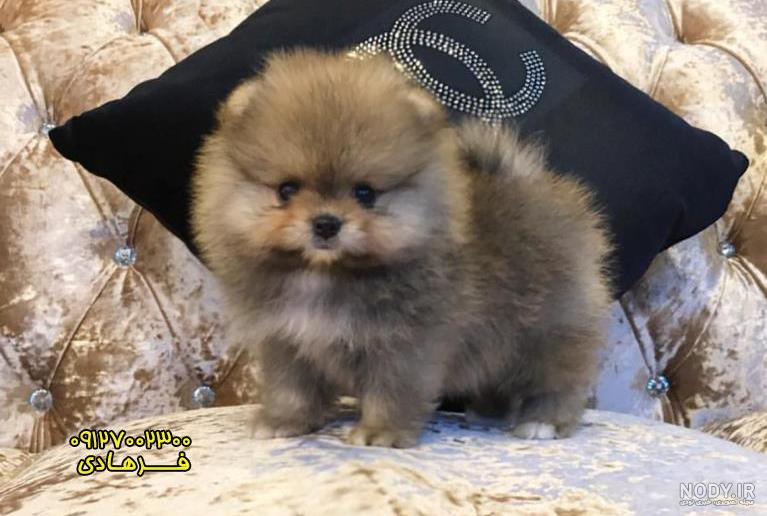 عکس سگ پامرانین خرسی - عکس نودی عکس سگ پامرانین خرسی - عکس نودی