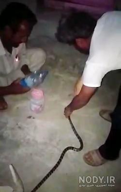 عکس سیاه مار عکس سیاه مار