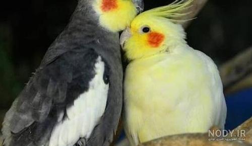 عکس طوطی برزیلی ماده عکس طوطی برزیلی ماده