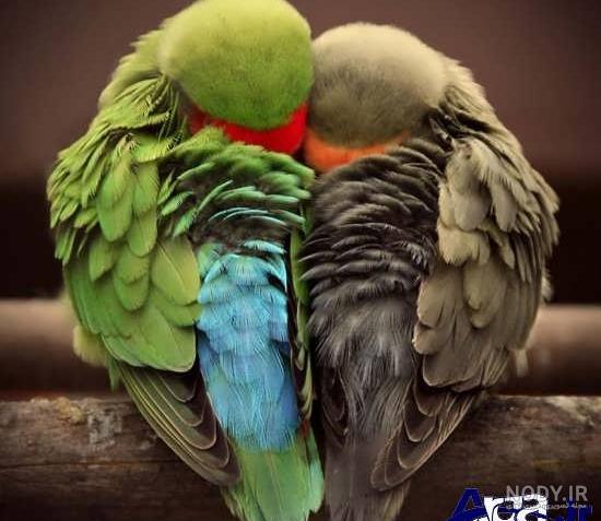 عکس طوطی جفت عاشقانه