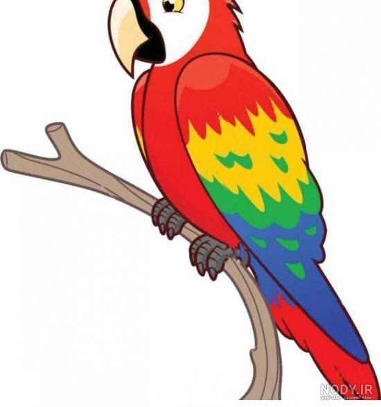 عکس طوطی ساده برای نقاشی