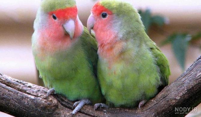 عکس طوطی های صورتی - عکس نودی عکس طوطی های صورتی - عکس نودی