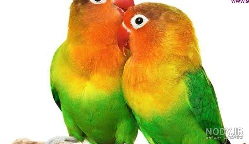 عکس طوطی های صورتی - عکس نودی عکس طوطی های صورتی - عکس نودی