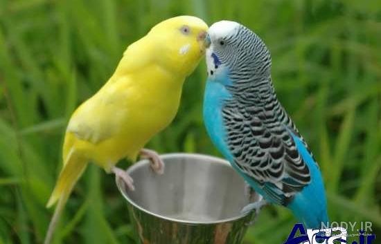 عکس عاشقانه پرنده ها با متن های زیبا | عکس پرنده نوشته دار ...