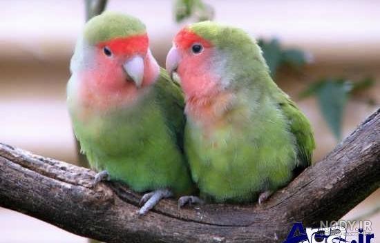 عکس عاشقانه پرنده ها با متن های زیبا | عکس پرنده نوشته دار ...