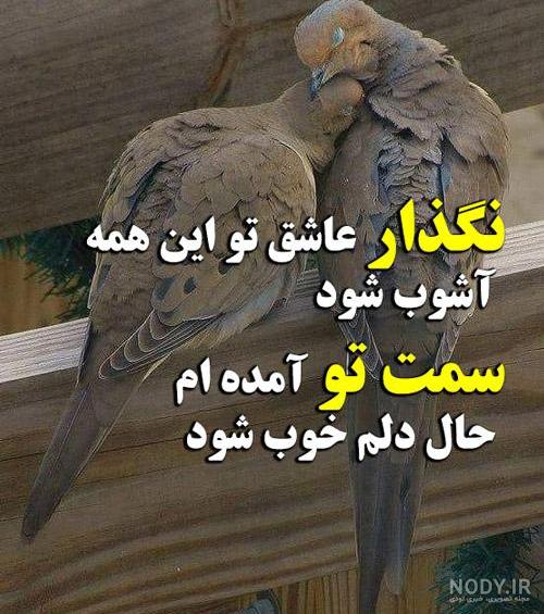 عکس عاشقانه پرنده ها با متن های زیبا | عکس پرنده نوشته دار ...