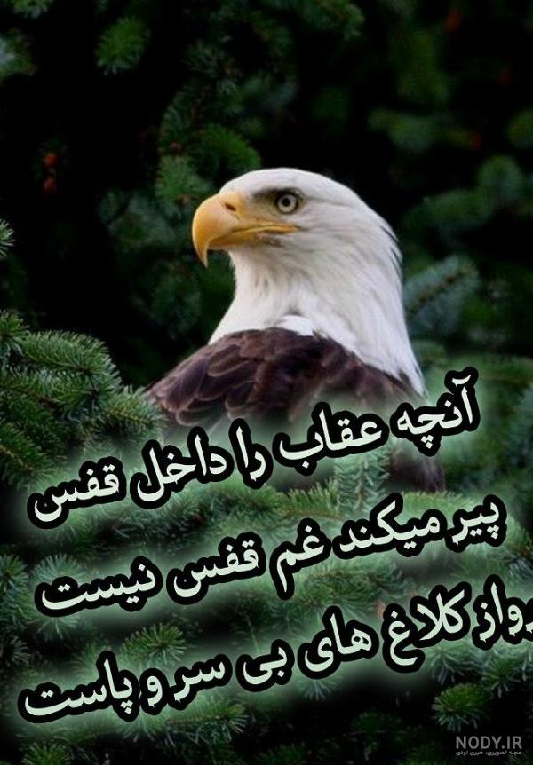 عکس عقاب در آسمان - عکس نودی