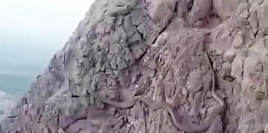 عکس مار در کوه صفه