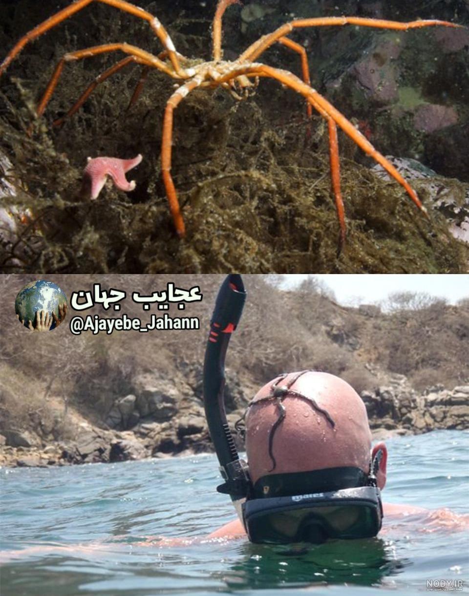 عکس| کشف ماهی نادر و عنکبوت دریایی بزرگ عکس| کشف ماهی نادر و عنکبوت دریایی بزرگ
