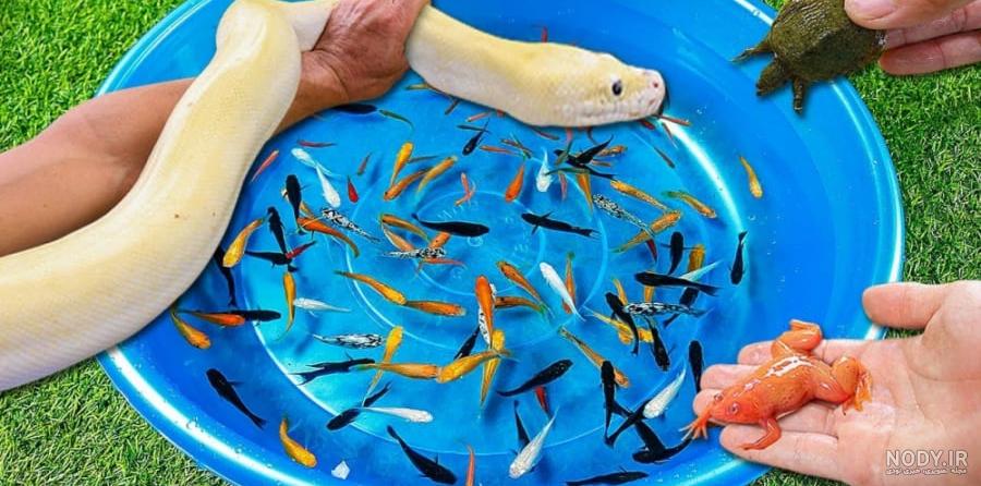 فرارو | (تصاویر) بزرگ‌ترین مار‌های دنیا را بشناسید