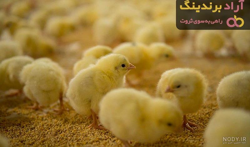 قیمت جوجه یک روزه + خرید و فروش جوجه یک روزه عمده - آراد برندینگ قیمت جوجه یک روزه + خرید و فروش جوجه یک روزه عمده - آراد برندینگ