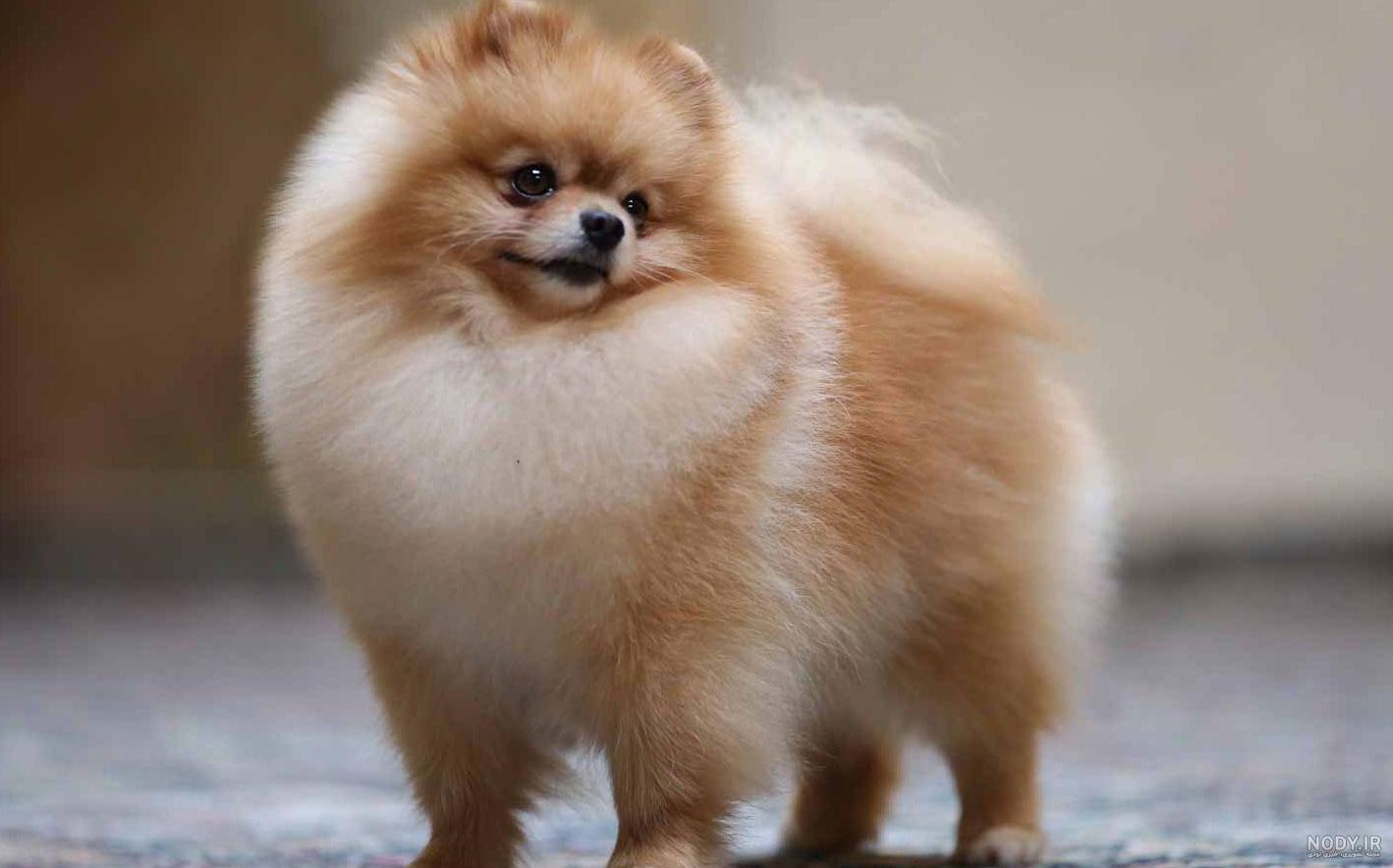 قیمت و خرید سگ پامرانین خرسی و روباهی (Pomeranian) قیمت و خرید سگ پامرانین خرسی و روباهی (Pomeranian)