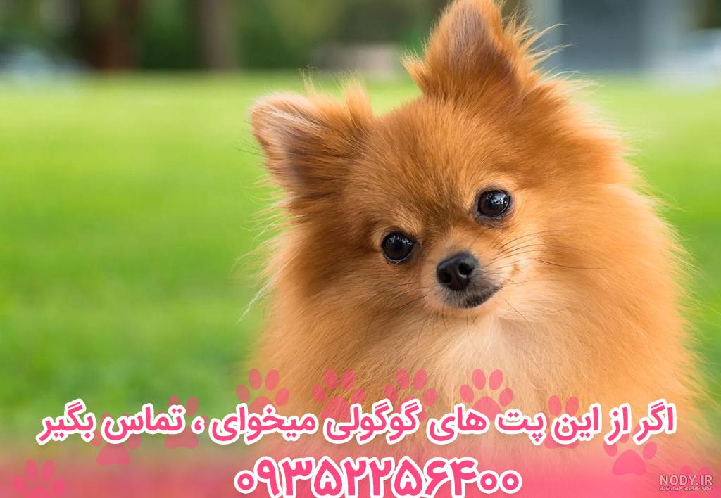قیمت و خرید سگ پامرانین خرسی و روباهی (Pomeranian) قیمت و خرید سگ پامرانین خرسی و روباهی (Pomeranian)