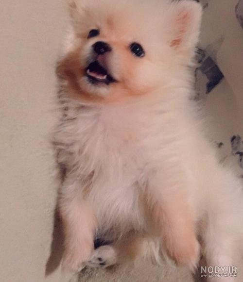 قیمت و خرید سگ پامرانین خرسی و روباهی (Pomeranian) قیمت و خرید سگ پامرانین خرسی و روباهی (Pomeranian)