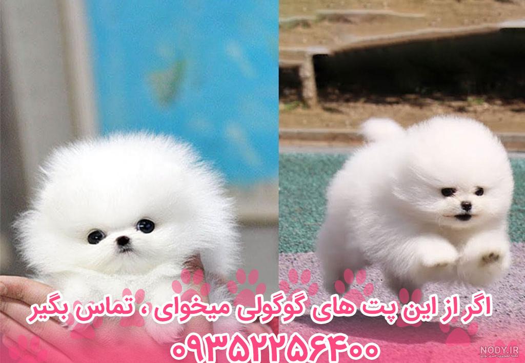 قیمت سگ پامرانین سال 1403 چقدر است؟ ❤️🐕‍   | وی آی پت