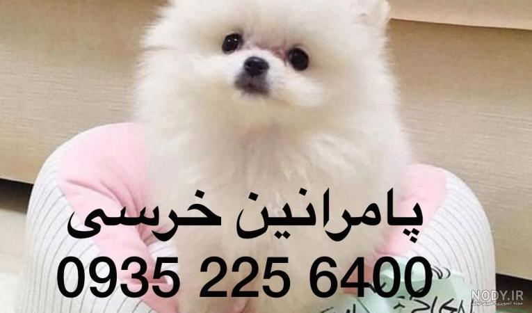 قیمت سگ پامرانین سال 1403 چقدر است؟ ❤️🐕‍   | وی آی پت
