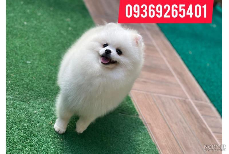 قیمت سگ پامرانین سال 1403 چقدر است؟ ❤️🐕‍   | وی آی پت
