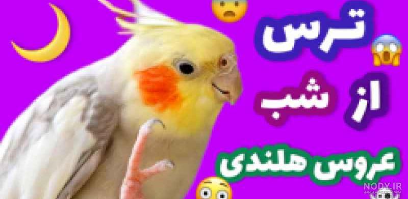 قیمت طوطی قرمز - پرنده