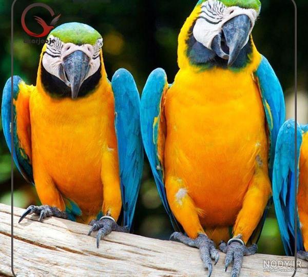 قیمت طوطی لوری قرمز