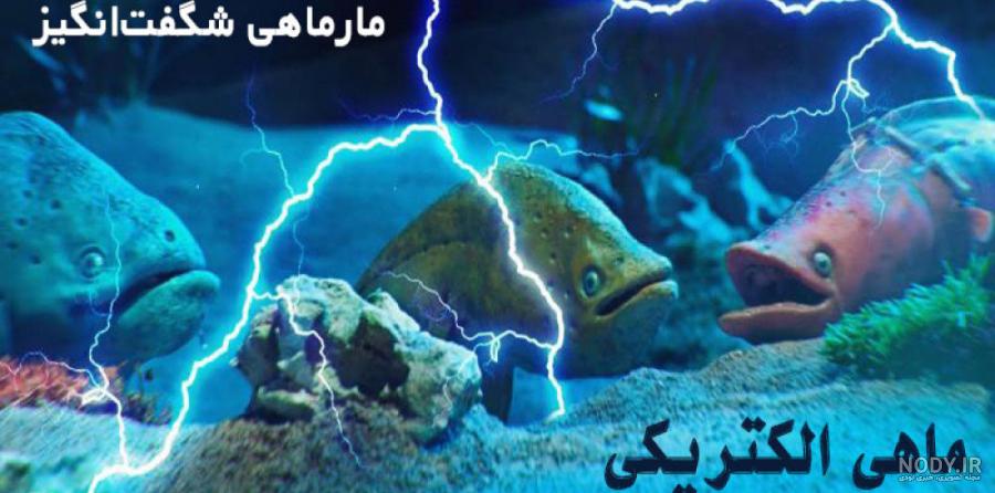 مار ماهی برقی